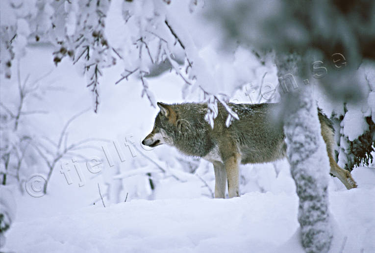animals, canidae, mammals, snow-weighted, ulv, winter, wolf, wolf, wolves, woodland