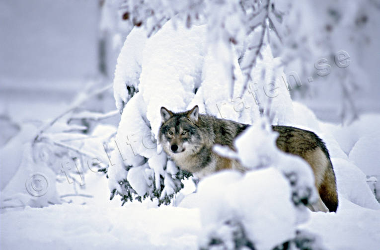 animals, canidae, mammals, predators, snow, ulv, winter, wolf, wolf, wolves, woodland