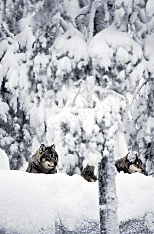 animals, mammals, snow, ulv, winter, wolf, wolf, wolves