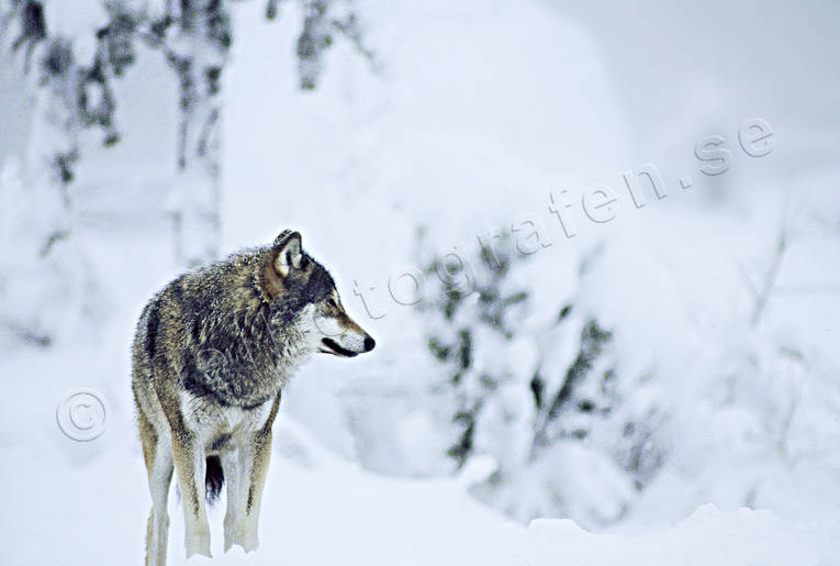 animals, mammals, snow, ulv, winter, winter landscape, wolf, wolf, wolves