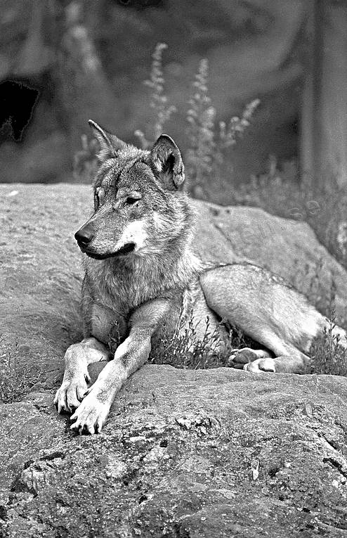 animals, black-and-white, mammals, predators, ulv, wolf, wolf, wolves
