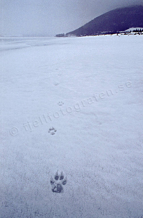 animals, canidae, mammals, tracks, ulv, wolf, wolf, wolf tracks, wolves