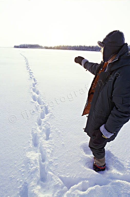 animals, bergstrand, ice, lake, mammals, snow, tracks, trapper, ulv, winter, wolf, wolf, wolf tracks, wolves