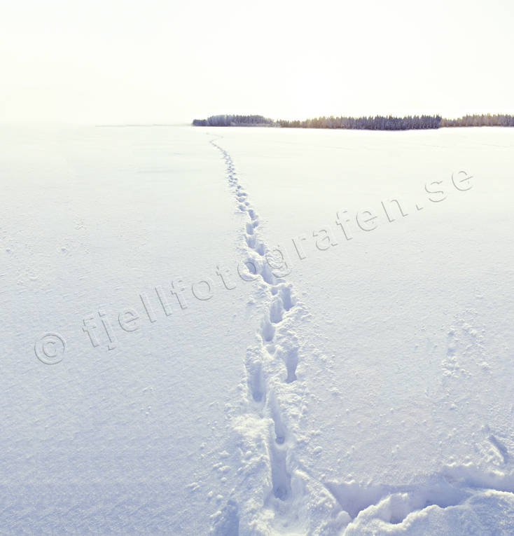 animals, ice, lake, mammals, snow, tracks, trapper, ulv, winter, wolf, wolf, wolf tracks, wolves
