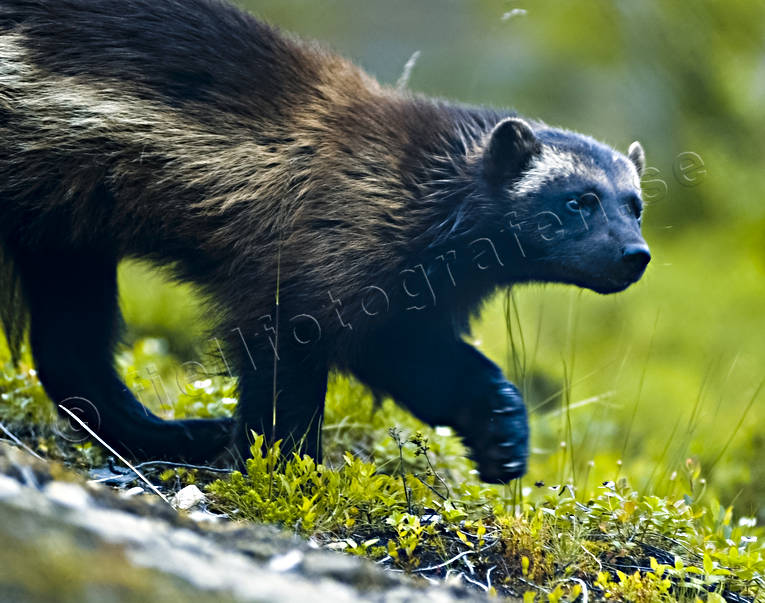Animals - Mammals - Wolverine - Wolverine in close-up © 20000720DSC_4434 -  LAPONIA PICTURES of Sweden