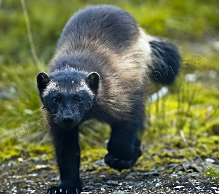 Animals - Wolverine in close-up © 20000720DSC_4444 - LAPONIA PICTURES