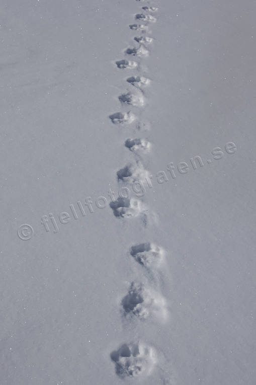 animals, snow, snow tracks, track stamp, tracks, winter, wolverine, wolverine tracks
