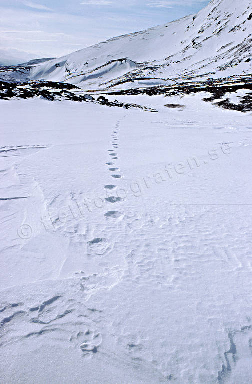 animals, Kyrkstensfjllet, mammals, mountain, mountains, snow, snow tracks, tracks, wolverine, wolverine tracks