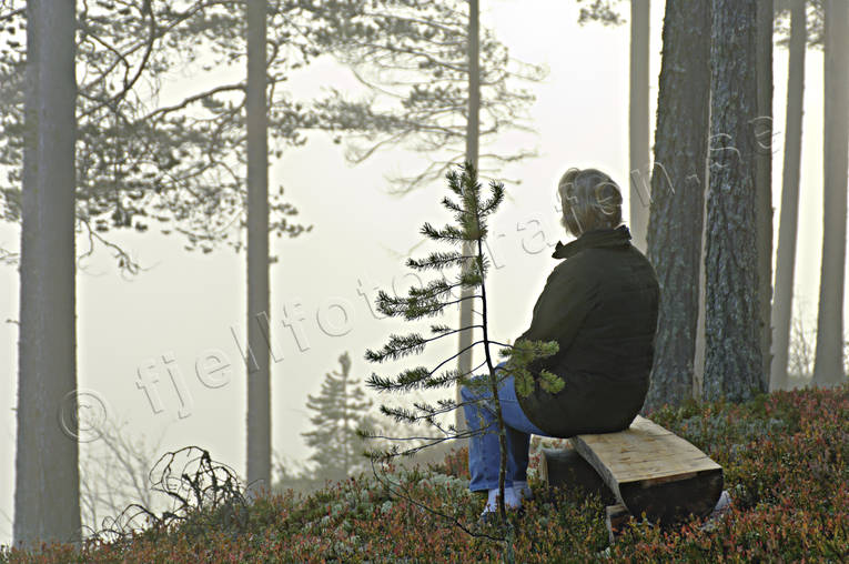 alone, autumn, bench, Herjedalen, park bench, season, seasons