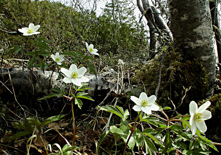 anemone nemorosa, biotope, biotopes, flower, flowers, forests, nature, plants, herbs, wood anemone, wood anemones, woodland