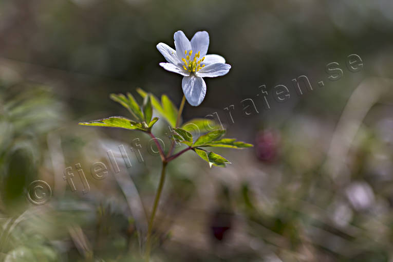 anemone nemorosa, biotope, biotopes, blommmor, blomningstid, flower, flowers, meadowland, nature, plants, herbs, spring, wood anemone, wood anemones, woodland