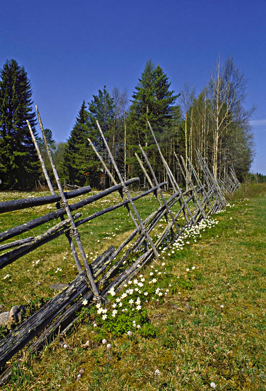 biotope, biotopes, fence, fence, meadowland, meadows, nature, season, seasons, spring, tallhed chalets, wood anemone, wood anemones, äng