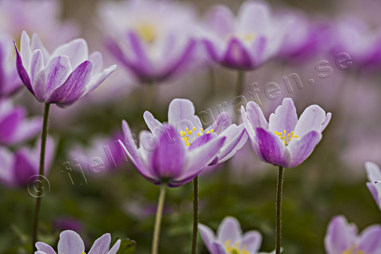alpine flowers, anemone nemorosa, biotope, biotopes, flower, flowers, meadowland, nature, pink, plants, herbs, wood anemone, wood anemones, woodland