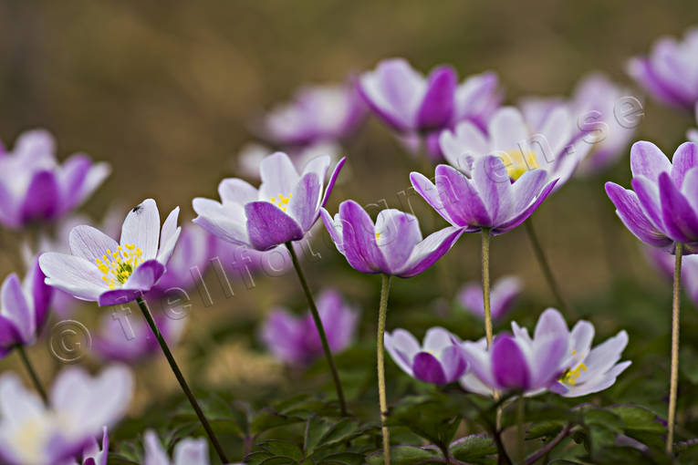 alpine flowers, anemone nemorosa, biotope, biotopes, flower, flowers, meadowland, nature, pink, plants, herbs, wood anemone, wood anemones, woodland