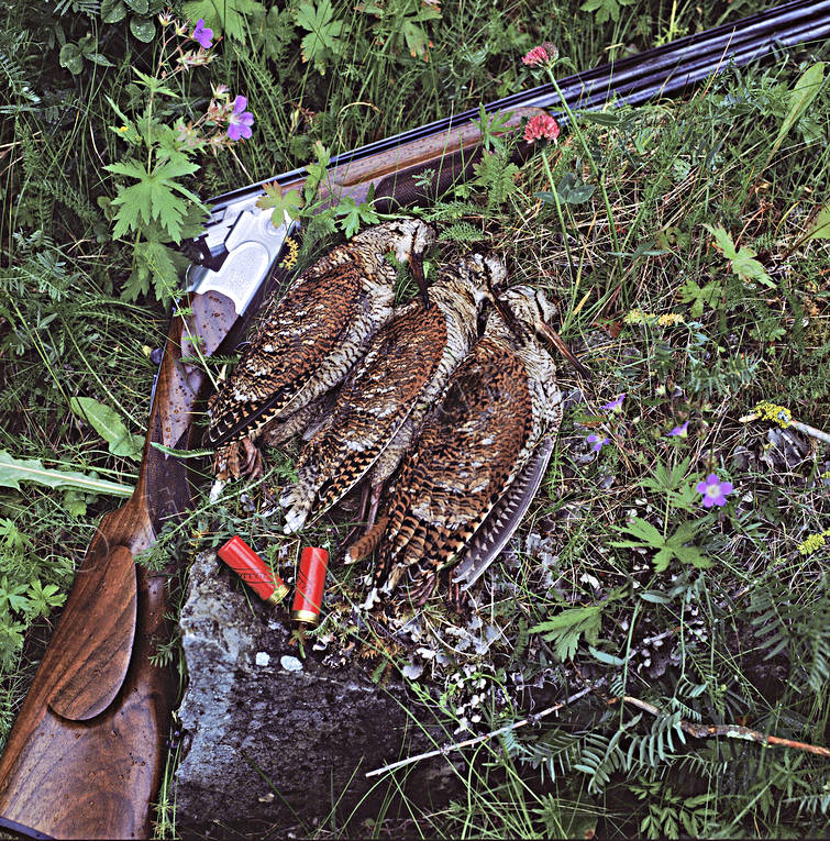 hunting, shooting, weapon, woodcock, woodcock hunting, woodcock, eurasian woodcock