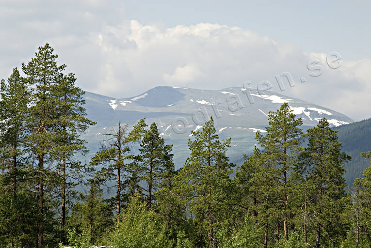 Kvikkjokk, landscapes, Lapland, mountain, mountain forest, summer, woodland