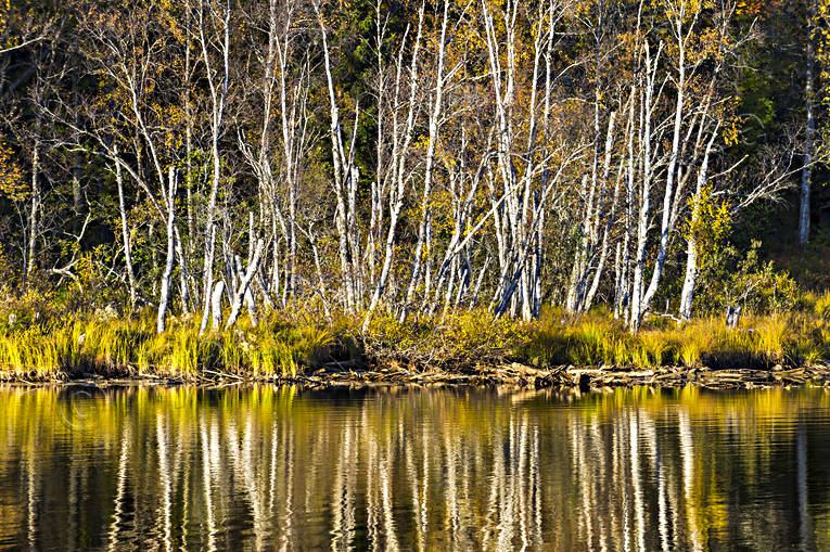 autumn, autumn colours, autumn leaves, Indal river, Jamtland, landscapes, lvtrd, seasons, spegelbild, watercourse, woodland