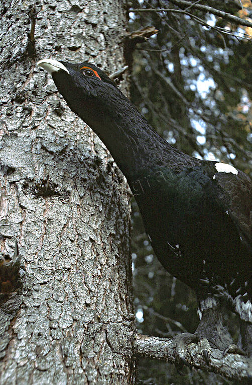 animals, bird, birds, capercaillie, capercaillie cock, close-up, forest bird, forest poultry, spruce, stretches, throat
