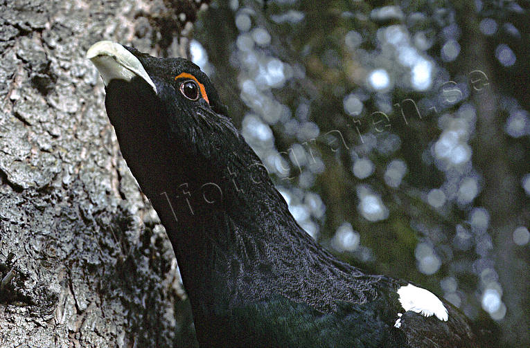 animals, bird, birds, capercaillie, capercaillie cock, capercaillie head, close-up, forest bird, forest poultry, spruce