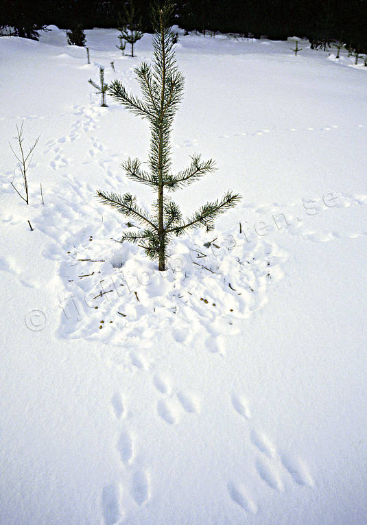 biotope, biotopes, forest land, forest plant, forestry, forests, grazed, hare, nature, pasturage, pine, pine plant, fir plant, plant cultivation, plantation, planted, woodland, young pine tree