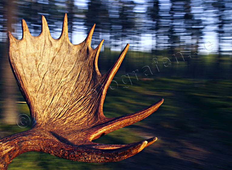 gold horn, horn, antlers, hunting, hunting moose, moose, moose hunting, trophy, lghorn