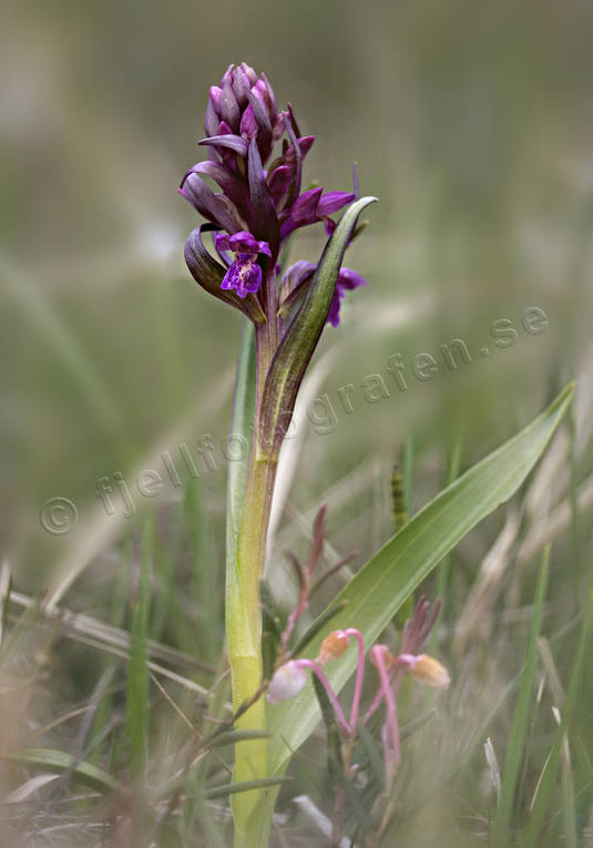 biotope, biotopes, dactylohiza incarnata, flower, meadowland, meadows, nature, orchid, orchid meadows, plants, herbs, Ängsnycklar