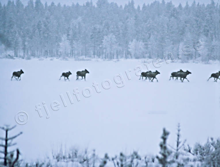 ambience, ambience pictures, animals, atmosphere, Lapland, Laponia, mammals, moose, vandringsälg, vandringsälgar, vinterbild, winter