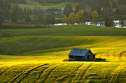 agriculture community, autumn, backlight, barn, cultivations, Duved, evening, fields, green, green, Indal river, Jamtland, landscapes