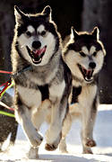 alaskan malamute, animals, dog, dogs, dogsled, mammals, sled dog, sled dogs, sledge dog, snow, winter
