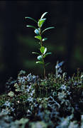 biotope, biotopes, blue berries, blue berry brushwood, forest land, forests, nature, softwood forest, sprigs, paddy, brushwood, woodland