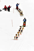 Amundsen race, competition, dogsled, sled dogs, sledge dog, sledge dogs, winter, ventyr