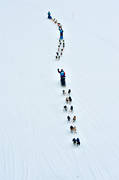 Amundsen race, competition, dogsled, sled dog, sled dogs, sledge dog, sledge dogs, winter, ventyr