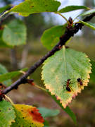 animals, ant, ants, birch, birchen leaf, birches, insects
