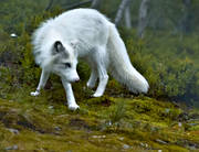 animals, arctic fox, light, mammals, white