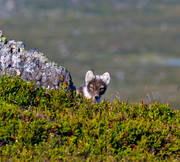 animals, arctic fox, den, fox, fox's den, mammals, mountain, mountain nature, mountains