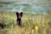 animals, arctic fox, arctic fox pup, den, fox, fox pup, fox puppy, fox's den, kid, mammals, puppy