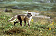 animals, arctic fox, arctic fox pup, den, fox, fox\'s den, mammals, puppy