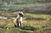 animals, arctic fox, arctic fox pup, den, fox, fox's den, mammals, puppy