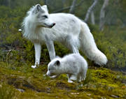 animals, arctic fox, arctic fox pup, light, mammals, puppy, white