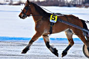 Are, Are lake, cold-blooded, horse, horses, ice trot, sport, travhästar, travsport, trot, various, winter