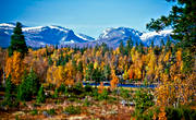 autumn, autumn colours, Jamtland, landscapes, Lunndorrsfjallen, mountain, mountain forest