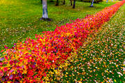 autumn, autumn leaves, hck, landscapes, linje, orange, red, seasons, straight, streck