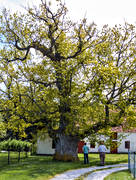 Ava, Avaeken, Gotland, nature, oak, old, seasons, summer, tree