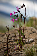 alpine flower, alpine flowers, biotope, biotopes, flower, flowers, kal rdblra, nature, plant, plants, herbs, red campion