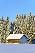 ambience, ambience pictures, atmosphere, barn, christmas ambience, christmas card, Lapland, nature, season, seasons, snow, snow-weighted, spruce forest, winter, woodland