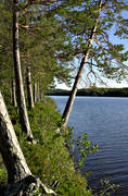 beach, biotope, biotopes, erosion, forest lake, forest land, forests, nature, Pan, pine forest, pine forest, tree, tree trunks, trunks, woodland