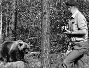 animals, bear, bear shooting, black-and-white, brown bear, human, mammals, photographing, predators, ursine