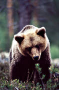 animals, bear, brown bear, close-up, mammals, predators, ursine