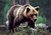 animals, bear, brown bear, mammals, predators, ursine