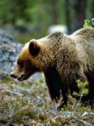 animals, bear, brown bear, mammals, predators, profile, ursine